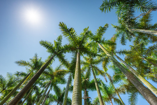 大夫山森林公园的大王椰树