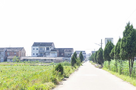 浙江台州路桥乡镇道路