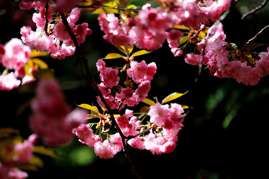 樱花特写