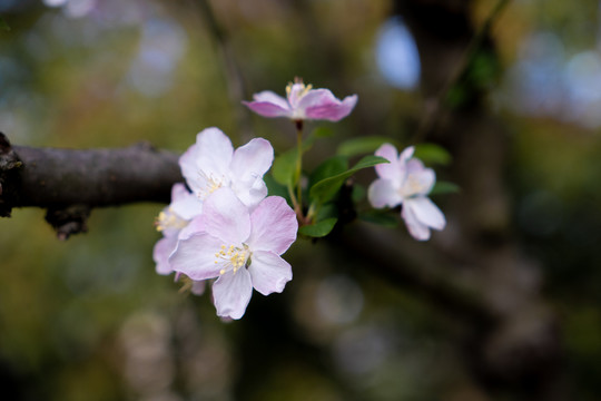 粉色海棠花