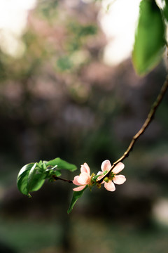 海棠花