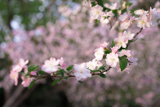 海棠花枝