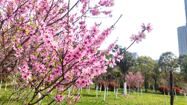 公园桃花开的正艳