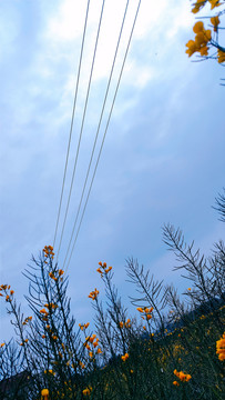 油菜花天空