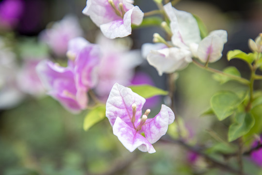 杜鹃花