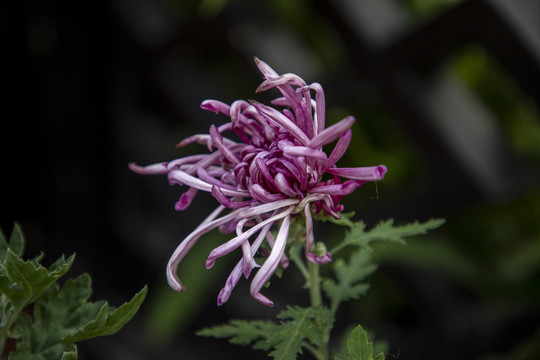 盛开的菊花