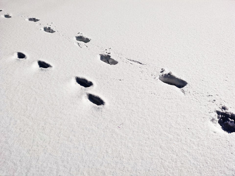 雪中脚印