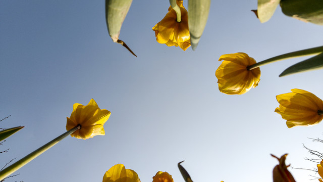 郁金香花