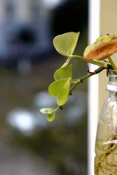 水培植物