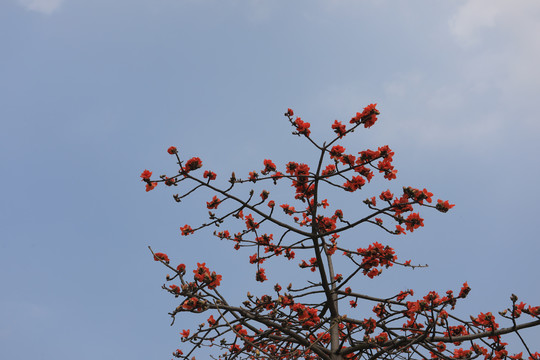 木棉花