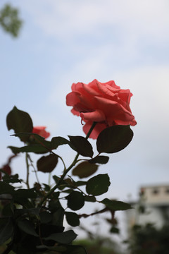 紅玫瑰