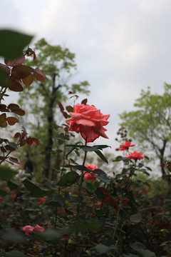 紅玫瑰
