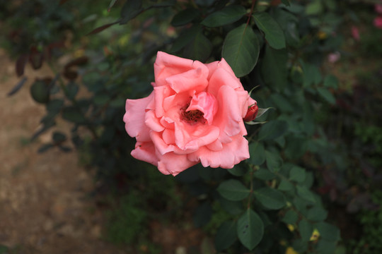 紅玫瑰