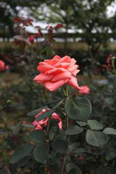 紅玫瑰