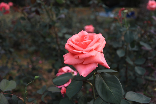 紅玫瑰