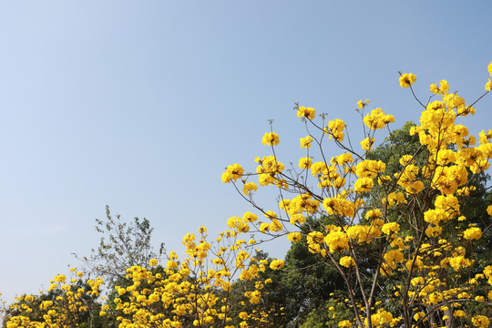 风铃花