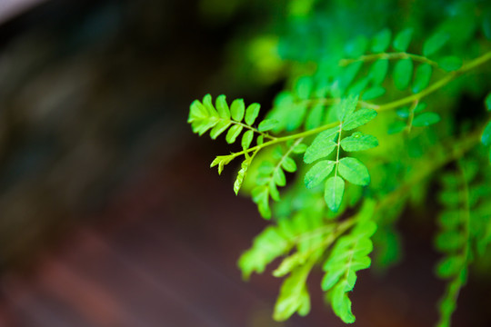 花卉植物合欢树