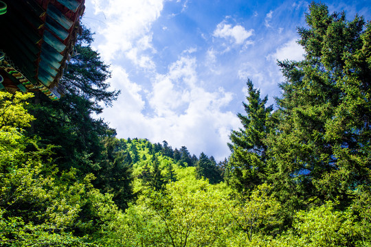 森林风景