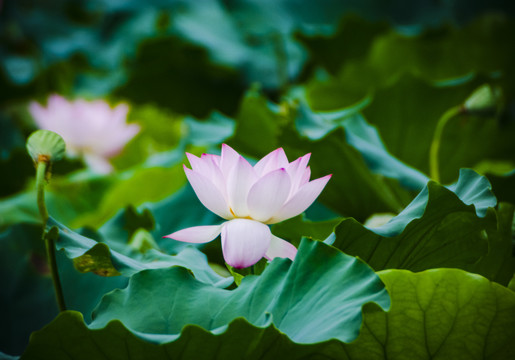 美丽荷花