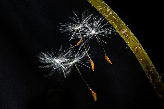 蒲公英花卉