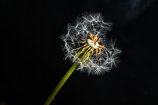 蒲公英花草