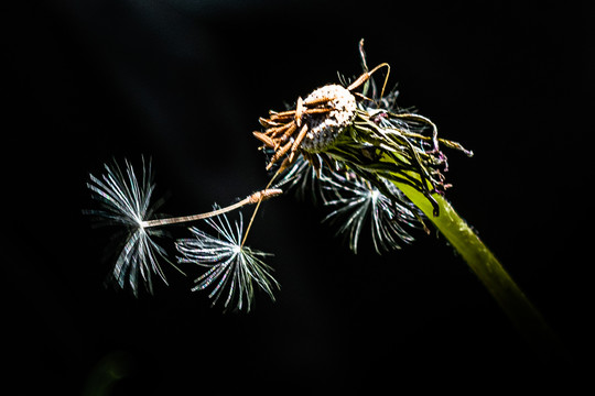 蒲公英花草