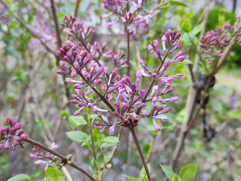 丁香花