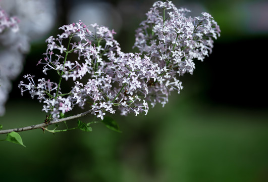 丁香花