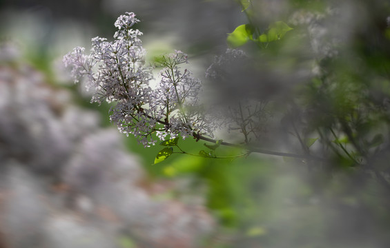 丁香花