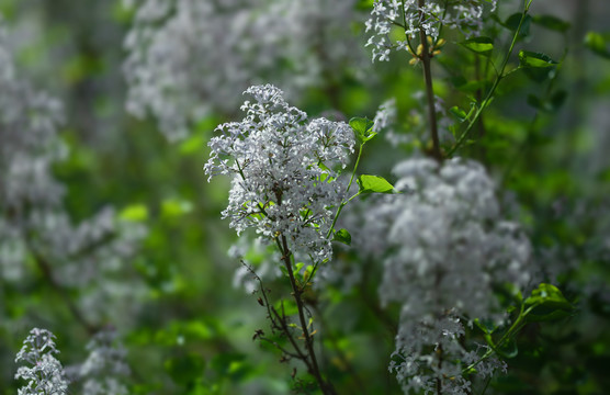 丁香花