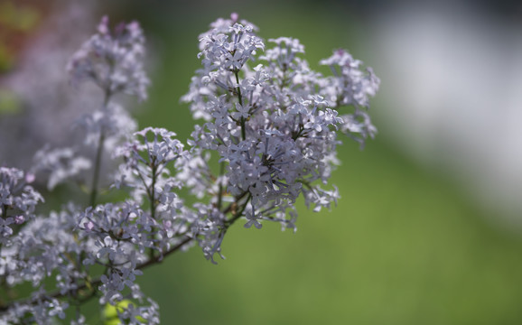 丁香花