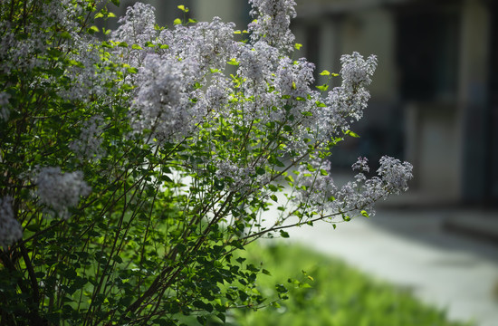 丁香花