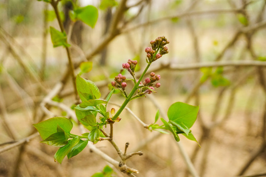 丁香花的花蕾