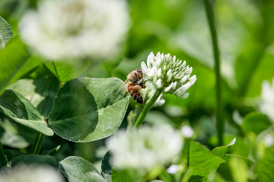 蜂恋花