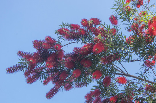 红千层花枝垂