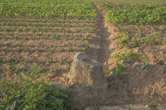 农田界碑石