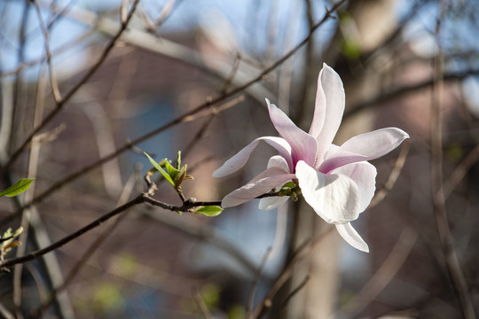 玉蘭花開(kāi)