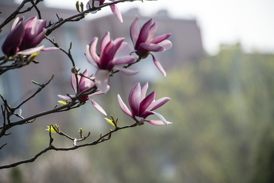 玉蘭花開(kāi)