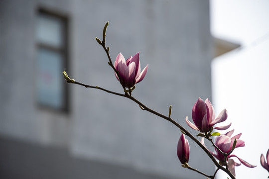 玉蘭花開(kāi)