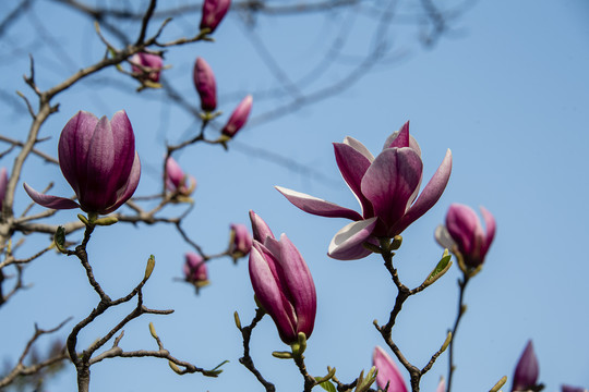 玉蘭花開(kāi)