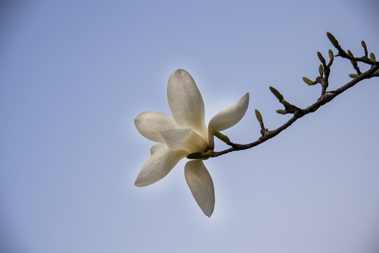 玉蘭花開(kāi)