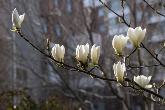 玉兰花开