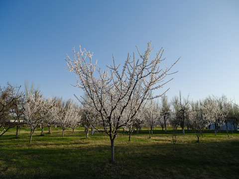 杏树