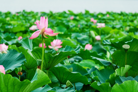 夏季荷花花丛立夏绿色背景