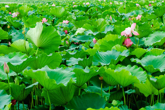 夏季荷花花丛立夏绿色背景