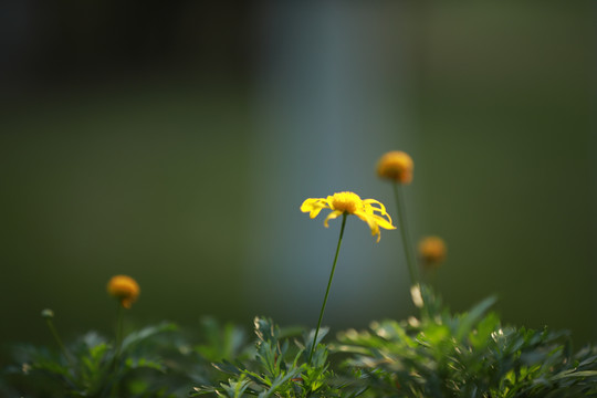 花花