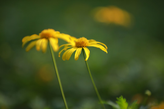 黄色小花