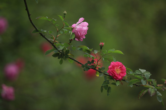 一串蔷薇花