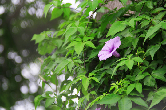 春天盛开的牵牛花