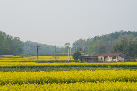 油菜花